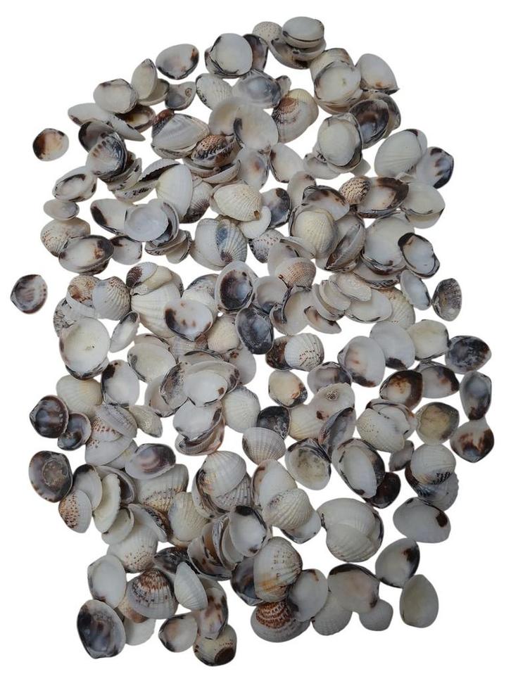 Karandai Chippy schelpen 1 kilo, Hobby en Vrije tijd, Knutselen, Nieuw, Ophalen of Verzenden