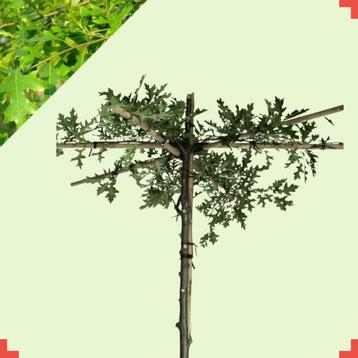 Dakmoeraseik  - Quercus Palustris - Vierkant dak | omtrek: 8 beschikbaar voor biedingen