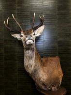 Red Deer Stag Pedestal Taxidermie volledige montage - Cervus, Nieuw