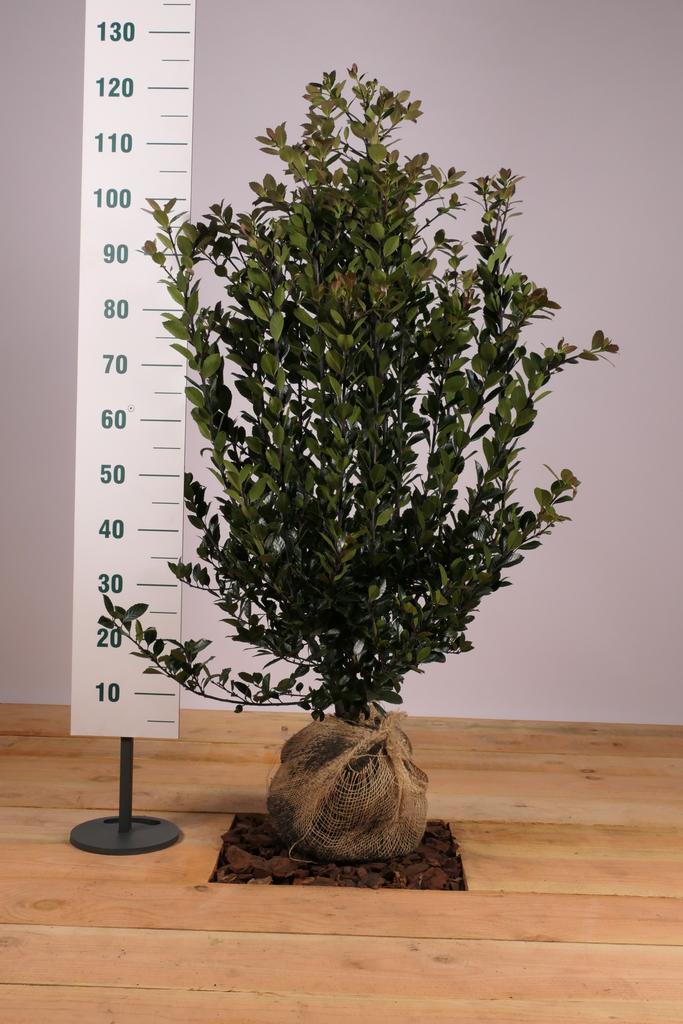 Hulst Heckenblau ®/Ilex meserveae Heckenblau 60t/m160cm, Tuin en Terras, Planten | Struiken en Hagen, Overige soorten, Haag, 100 tot 250 cm