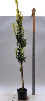 Ulmus x hollandica Wredei hoogstam 20/25