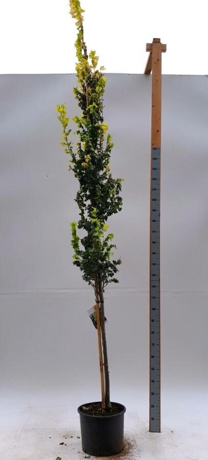 Ulmus x hollandica Wredei hoogstam 20/25, Tuin en Terras, Planten | Tuinplanten