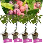 Rubus idaeus Glen Coe + pot 9cm 4 pcs, Verzenden, Volle zon