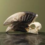 Witpootneushoornvogel M Schedel, Verzamelen, Dierenverzamelingen, Ophalen of Verzenden, Nieuw, Vogel, Opgezet dier