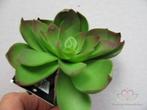 ECHEVERIA Groen Zijde- Latex Succulent ECHEVERIA, Ophalen of Verzenden, Nieuw