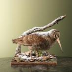 Houtsnip Taxidermie Opgezette Dieren By Max, Verzamelen, Dierenverzamelingen, Ophalen of Verzenden, Nieuw, Vogel, Opgezet dier