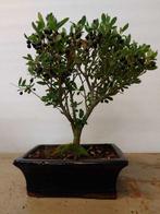 Japanese holly bonsai (Ilex crenata) - Hoogte (boom): 27 cm