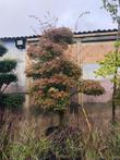 Acer palmatum  -  Japanse esdoorn, tevens veel acer Bonsai