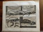 Big Chameleons and Badger engraving by Cornelis de