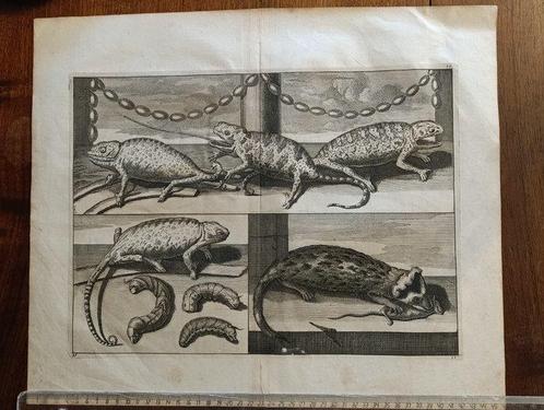 Big Chameleons and Badger engraving by Cornelis de, Antiek en Kunst, Antiek | Boeken en Bijbels