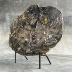 C- Prachtig groot stuk versteend hout op een op maat, Antiek en Kunst
