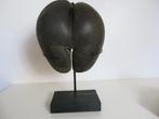 Large Sea Coconut – Coco de Mer 34x31,5x19cm on custom made, Nieuw