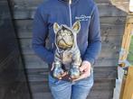 Beeld, Boxer in Box Outfit - 26 cm - Hars