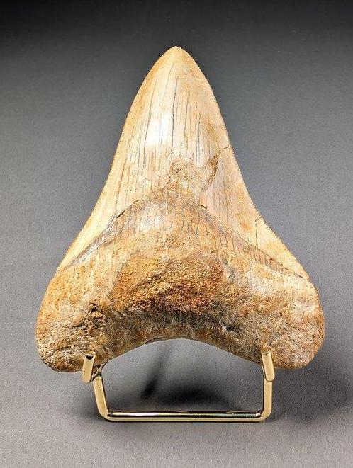 Prima Megalodon Ha afgestootte Tanden - Fossiele tand -, Verzamelen, Mineralen en Fossielen