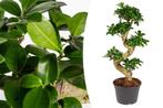 Bonsaiboom Ficus Ginseng (50 - 60 cm), Tuin en Terras, Planten | Bomen