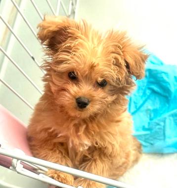 maltipoo met krulletjes teefje, maltezer x toy poedel beschikbaar voor biedingen