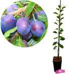 Prunus domestica Opal + pot 11cm, Tuin en Terras, Planten | Fruitbomen, Verzenden, Volle zon