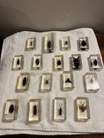 Themacollectie - Insectenverzameling in doorzichtige hars.