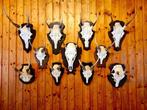 Hert Taxidermie wandmontage - Dama dama - 30 cm - 20 cm - 2, Nieuw
