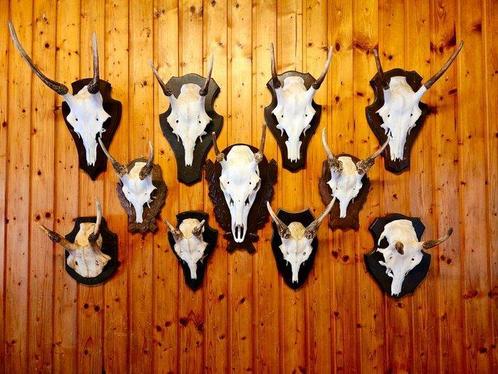 Hert Taxidermie wandmontage - Dama dama - 30 cm - 20 cm - 2, Verzamelen, Dierenverzamelingen