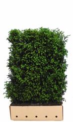 Taxus baccata 180 cm - Quickhedge, Tuin en Terras, Planten | Tuinplanten, Verzenden