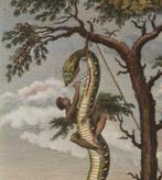 Stedman/Tardieu - Voyage a Surinam - 1796-1799, Antiek en Kunst