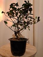 ‘Kaminoyamakirin’ Satsuki Azalea bonsai - Hoogte (boom): 25