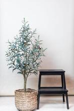 Olea europaea |Kunst Olijfboom, Huis en Inrichting, Kamerplanten, Verzenden