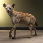 Hyena Taxidermie Opgezette Dieren By Max, Verzamelen, Dierenverzamelingen, Nieuw, Wild dier, Opgezet dier, Ophalen of Verzenden