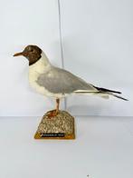 Kokmeeuw Taxidermie volledige montage - Chroicocephalus, Nieuw