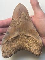 Enorme Megalodon tand 14,4 cm - Fossiele tand - Carcharocles
