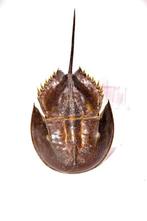 Degenkrab Skelet - extra großer Limulidae sp.  Sammlerstück, Nieuw