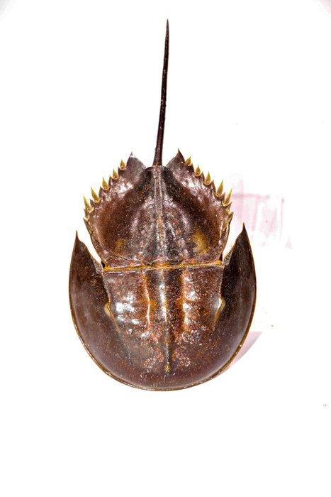Degenkrab Skelet - extra großer Limulidae sp.  Sammlerstück, Verzamelen, Dierenverzamelingen