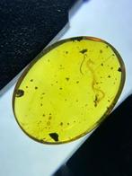 Amber - Barnsteen - centipede in amber - 14.5 mm - 11 mm