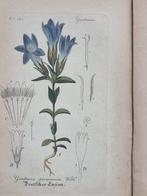 Diedrich Franz Leonhard von Schlechtendal (1794 / 1866) -, Antiek en Kunst, Antiek | Boeken en Bijbels