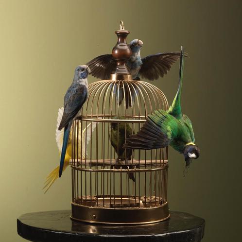 Parkieten op Kooi Taxidermie Opgezette Dieren By Max, Verzamelen, Dierenverzamelingen, Opgezet dier, Nieuw, Vogel, Ophalen of Verzenden