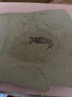 Schaaldier - Gefossiliseerd dier - 2 cm - 15 cm (Zonder, Verzamelen, Mineralen en Fossielen