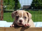 Old English Bulldog pups! | Mogen mee! | Hartelijk Welkom., Dieren en Toebehoren, Honden | Bulldogs, Pinschers en Molossers, Parvo