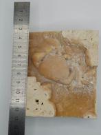 Krab - Fossiel skelet - 100 mm - 100 mm (Zonder, Verzamelen, Mineralen en Fossielen