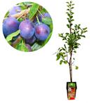 pruimenboom Prunus domestica Opal + Pot 23cm, Tuin en Terras, Planten | Fruitbomen, Verzenden, Volle zon