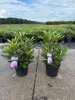 Rhododendrons diversen soorten, Ophalen of Verzenden, Lente, Overige soorten