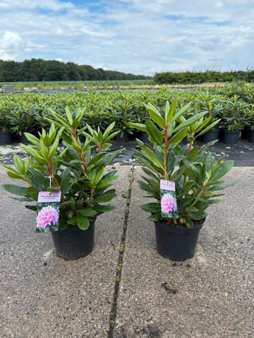 DIRECT LEVERBAAR!! Rhododendrons diversen kleuren beschikbaar voor biedingen