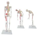 Anatomie model menselijk skelet met origo en insertie va..., Nieuw