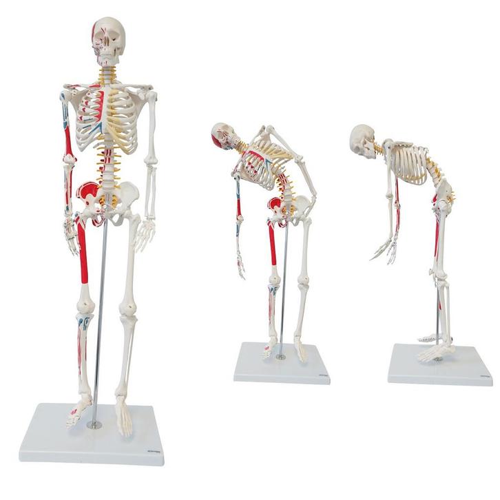 Anatomie model menselijk skelet met origo en insertie va..., Sport en Fitness, Massageproducten