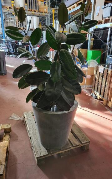 Plantenpot + (rubber)plant, verzinkt staal, 60 x 60 x 195 cm beschikbaar voor biedingen