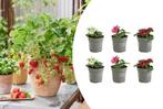 Set van 6 aardbeienplantjes voor in de tuin, Tuin en Terras, Planten | Tuinplanten