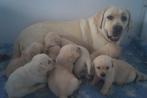 Onwijs Mooie Gele Labrador pups met Stamboom en NLV-Keurmerk, Nederland, Labrador retriever, Meerdere, Meerdere dieren