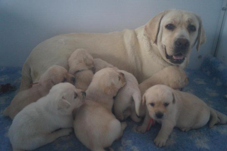 Onwijs Mooie Gele Labrador pups met Stamboom en NLV-Keurmerk, Dieren en Toebehoren, Honden | Retrievers, Spaniëls en Waterhonden