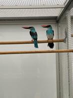 Geopend tot 20.00 uur op zondag, donderdag en vrijdag, Dieren en Toebehoren, Vogels | Overige Vogels, Meerdere dieren, Tropenvogel