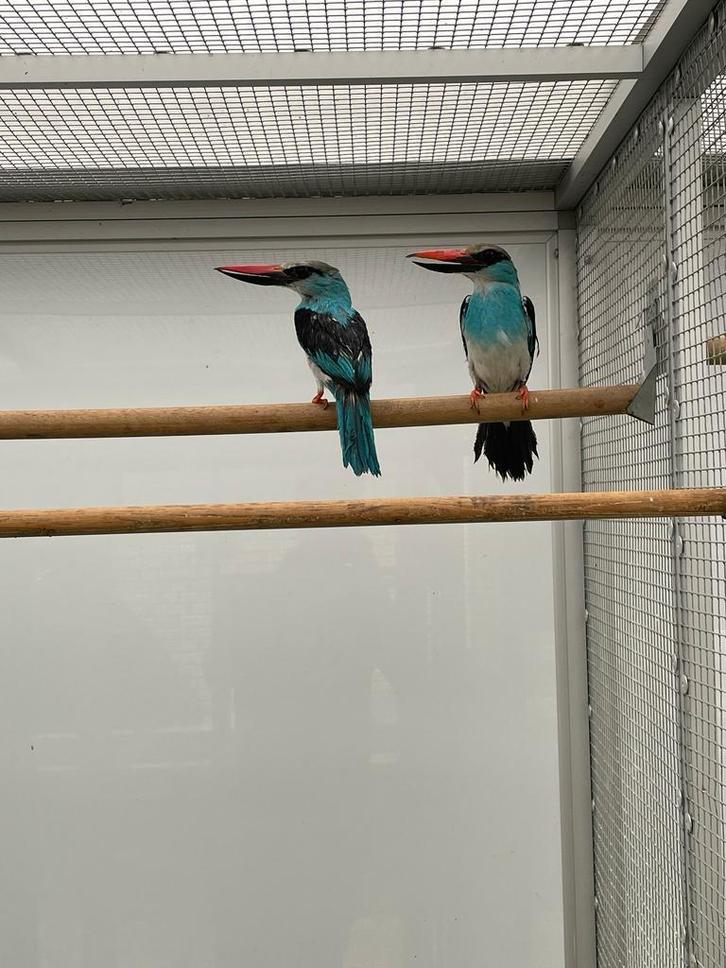 Geopend tot 20.00 uur op zondag, donderdag en vrijdag, Dieren en Toebehoren, Vogels | Overige Vogels, Tropenvogel, Meerdere dieren